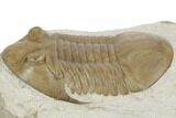Asaphus Platyurus Trilobite - Russia #191181-3